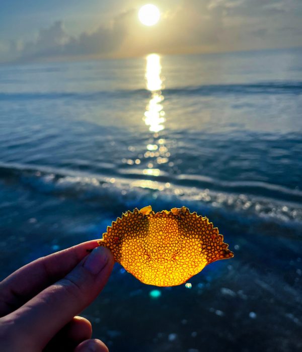 shell-sunset